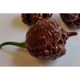 Carolina Reaper Chocolate - semienka