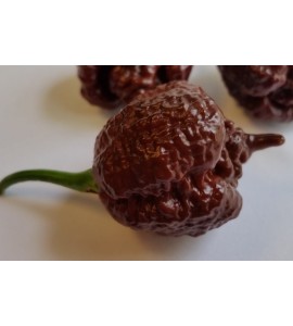 Carolina reaper choco semienka