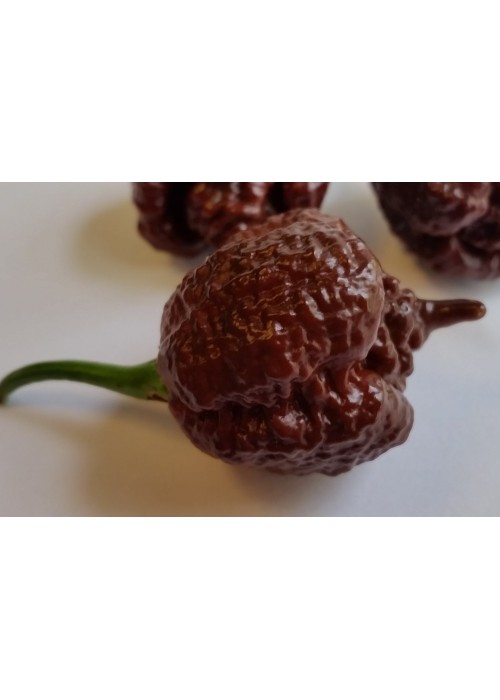 Carolina Reaper Chocolate - semienka