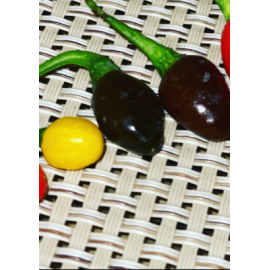 Aji charapita chocolate 