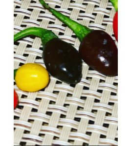 Aji charapita chocolate 