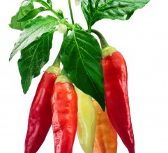 Recept, horká čokoláda s chilli a medem