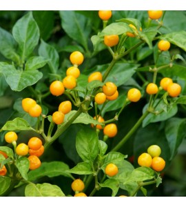 Aji charapita Yelow