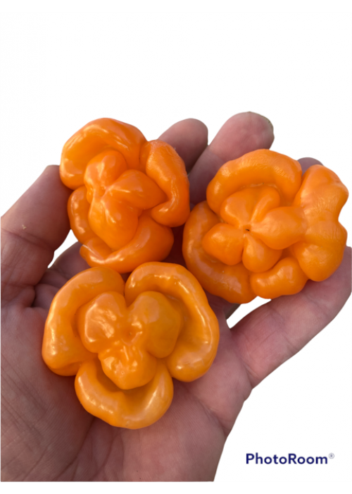Watrih Habanero orange semienka Watrih Habanero orange semienka