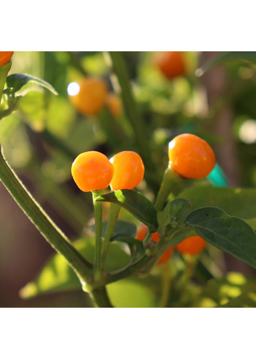Aji Charapita Orange - semienka