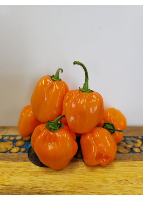 Habanero Orange - semienka