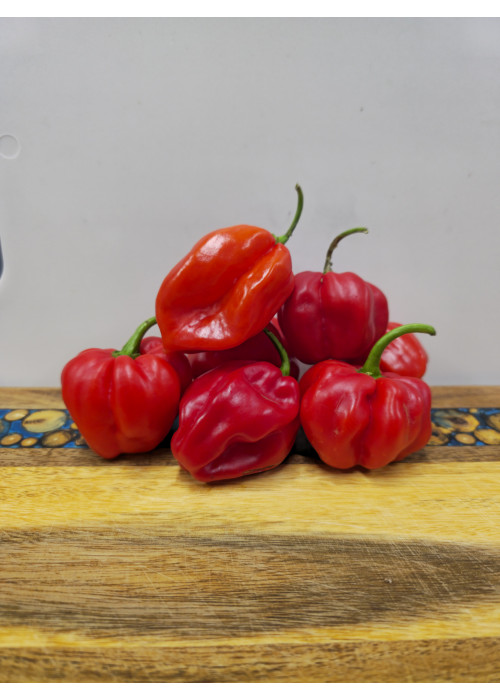 Habanero Red - semienka