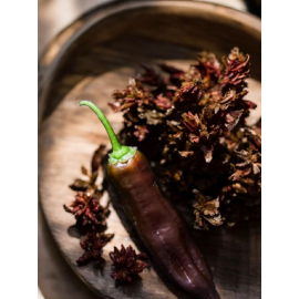 Aji Panca - semienka