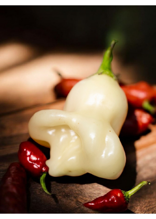 Aji White Fantasy - semienka