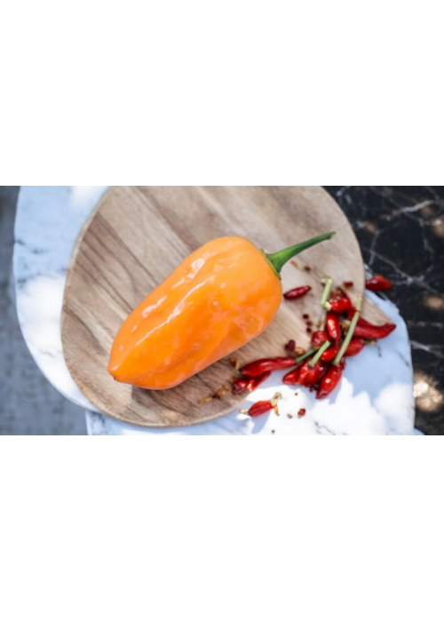 Bhut Jolokia Orange - semienka