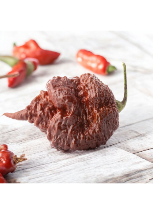 Carolina Reaper Chocolate - semienka