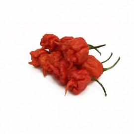 Carolina Reaper Red - semienka