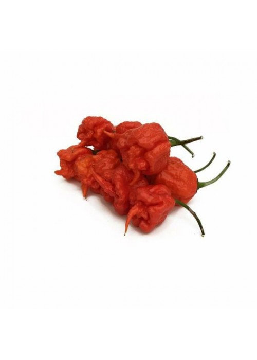 Carolina Reaper Red - semienka