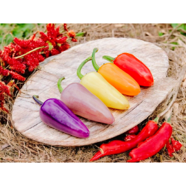 Jalapeño Multicolor - semienka