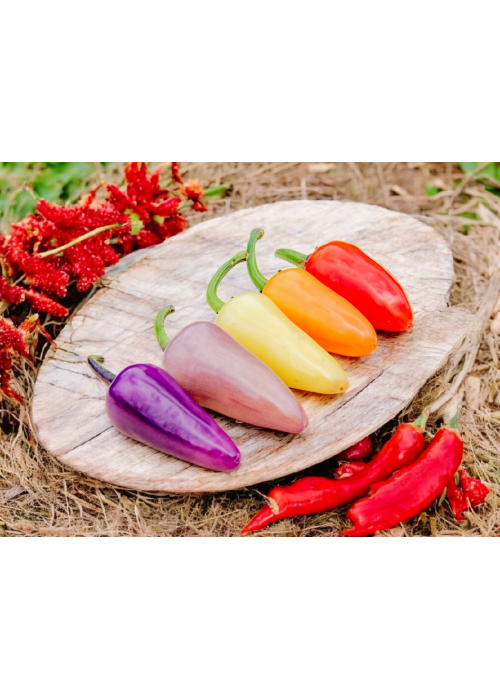 Jalapeño Multicolor - semienka