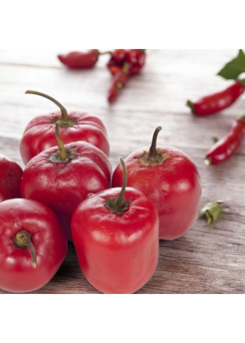 Rocoto Manzano Red - semienka