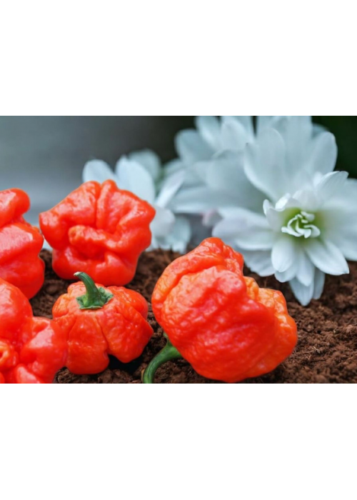 Trinidad Scorpion Moruga Red - semienka